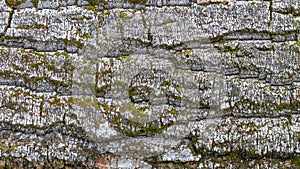 Texture of tree bark with moss