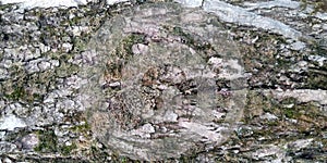 The texture of the tree bark. Moss on a tree trunk. Nature texture background