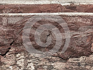 Texture of tree bark. natural timber.