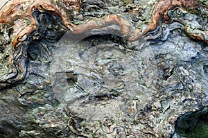 Texture of tree bark, nature