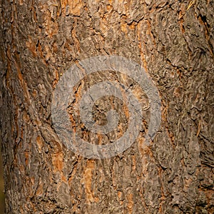 Texture of tree bark old pine on tree