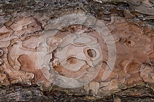 Texture of tree bark pattern