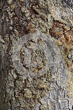 The texture of the tree bark spruce resin spring