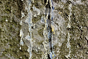 The texture of the tree bark spruce resin spring