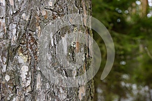 The texture of the tree bark spruce resin spring