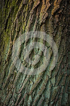 Texture of the tree bark in the sunset light, abstract background