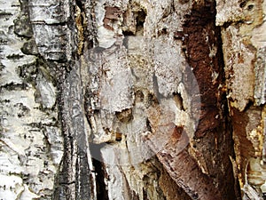 Texture tree bark tree trunks.  Abstract Wood Texture Bark.