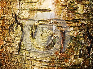 Texture tree bark tree trunks.  Abstract Wood Texture Bark.