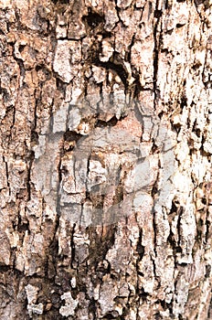 Texture of the tree bark. the trunk of a maple. Graphic of nature.