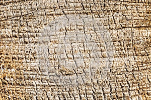 Texture of tree bark. Unusual drawing. Close-up, background. Space for text