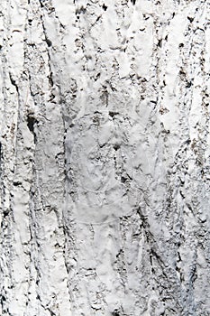 Texture of tree bark in whitewash