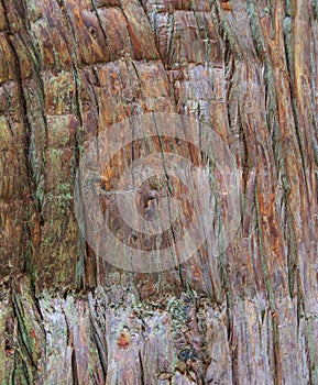 Texture of tree bark - Yamadera, Yamagata, Japan