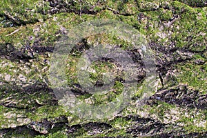 Texture of the tree barque cowered with green moss