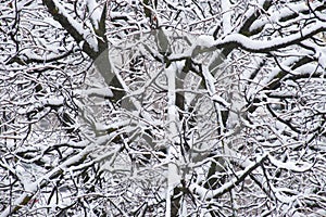 Texture of tree branches covered by the snow in winter season. Close-up winter forest pattern.