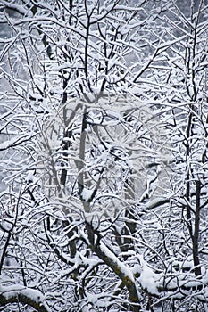 Texture of tree branches covered by the snow in winter season. Close-up winter forest pattern.