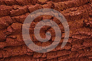 Texture of a tree from mahogany.