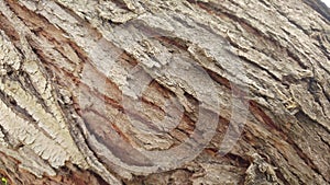 Texture Tree Narute 3