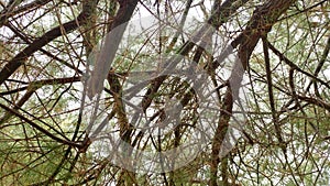 Texture Tree Narute 5