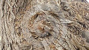 Texture Tree Narute 6