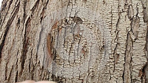 Texture Tree Narute 6