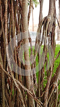 Texture Tree Narute 2 photo