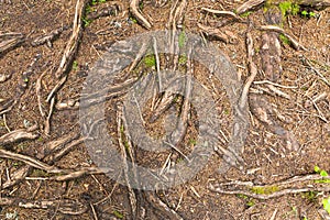 Texture of tree roots in the forest