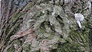 The texture of the tree`s crust with a deep pattern.