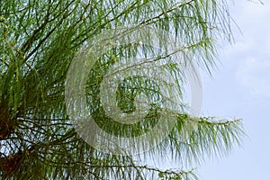 Texture of a tree with soft needles hanging down in a warm tropical country egypt in a palette against a blue sky