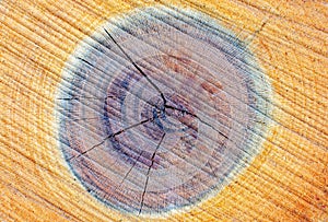 Texture of a tree stump with aged lines