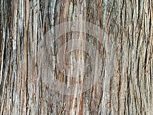 Texture Tree stump trunk, stems