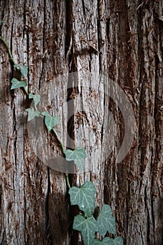 Texture of tree trunk bark with a vine emerging with heart-shaped leaves. Perfect for background