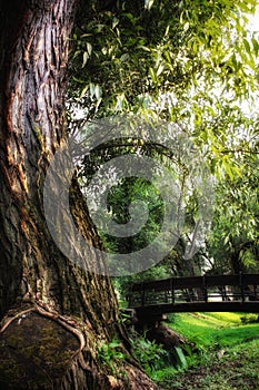 texture tree trunk and bridge against the background of green park foliage