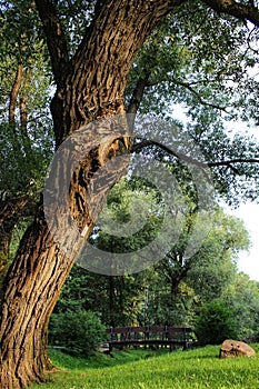 texture tree trunk and bridge against the background of green park foliage