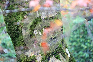 Texture of tree trunk with lichen moss and background green tree.