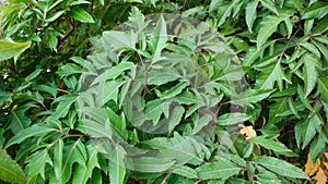 Texture of trees and green leaves background