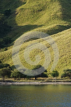 Texture of Trees and Hill