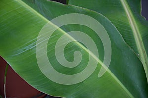 Texture of tropical banana leaf, green foliage close-up, large palm leaf, natural background