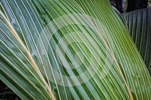 Texture Tropical Green Leaf Monstera Close-up