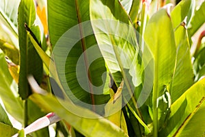 Texture of tropical leaves, lush green foliage in the sun, nature background