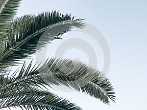 Texture of tropical southern large green leaves, branches of deserted palm trees against the blue sky and copy space