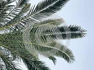 Texture of tropical southern large green leaves, branches of deserted palm trees against the blue sky. Tropical spa background