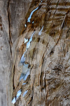 Texture of a trunk and an ancient olive tree