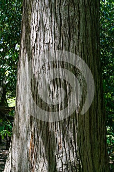 Texture trunk of Bald Cypress Taxodium Distichum swamp, white-cypress, gulf or tidewater red cypress. This large tree