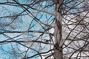 The texture of the trunk and branches without needles of larch conifer on the background of a beautiful turquoise sky