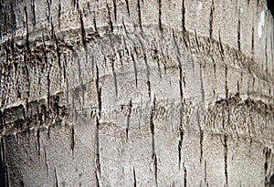 Texture of the trunk of coconut tree. Pattern of the brown stalk