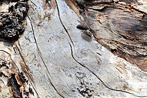 The texture of the trunk of an old dry wooden tree with cracks and brown bark. The background