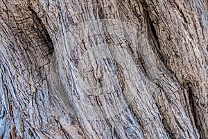 Texture trunk of an old olive tree Natural design element. Texture of a trunk an old olive tree.