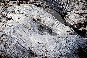 Texture trunk of an old olive tree Natural design element. Texture of a trunk an old olive tree. Macro of a bark of olive tree.