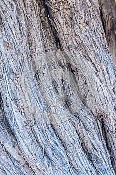 Texture trunk of an old olive tree Natural design element. Texture of a trunk an old olive tree. Macro of a bark of olive tree.