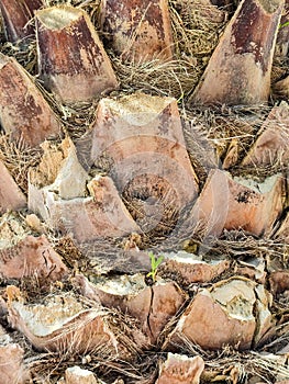 Texture of the trunk of a palm tree close up